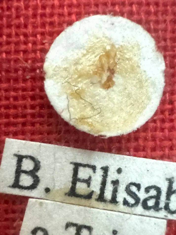 Relic of Saint Elizabeth of the Trinity zoom